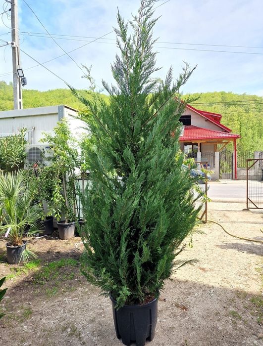Leylandii 2.3m - 2.5m/ calitate premium/ preturi foarte mici!