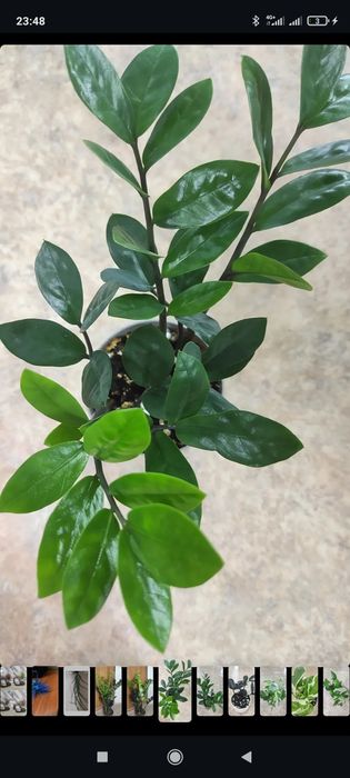 Замиокулькас комнатное растение хлорофитум декабрист бегония мята