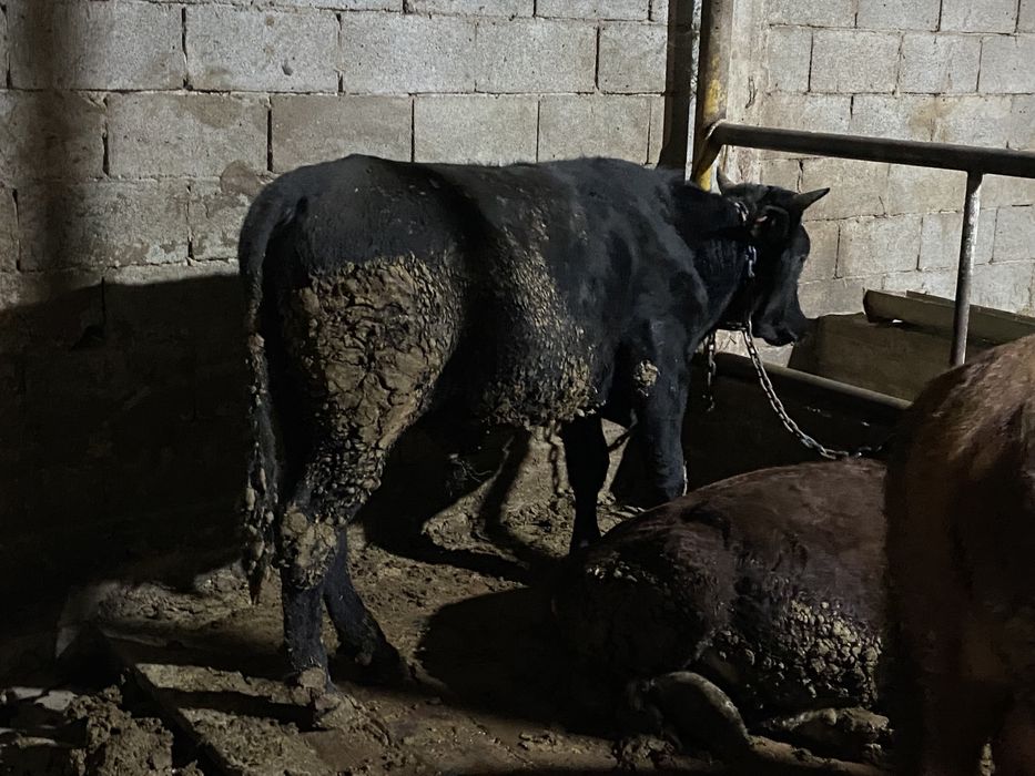 Продам корова. Сиыр сатылады