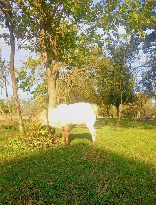 Vând Țap, preț negociabil.