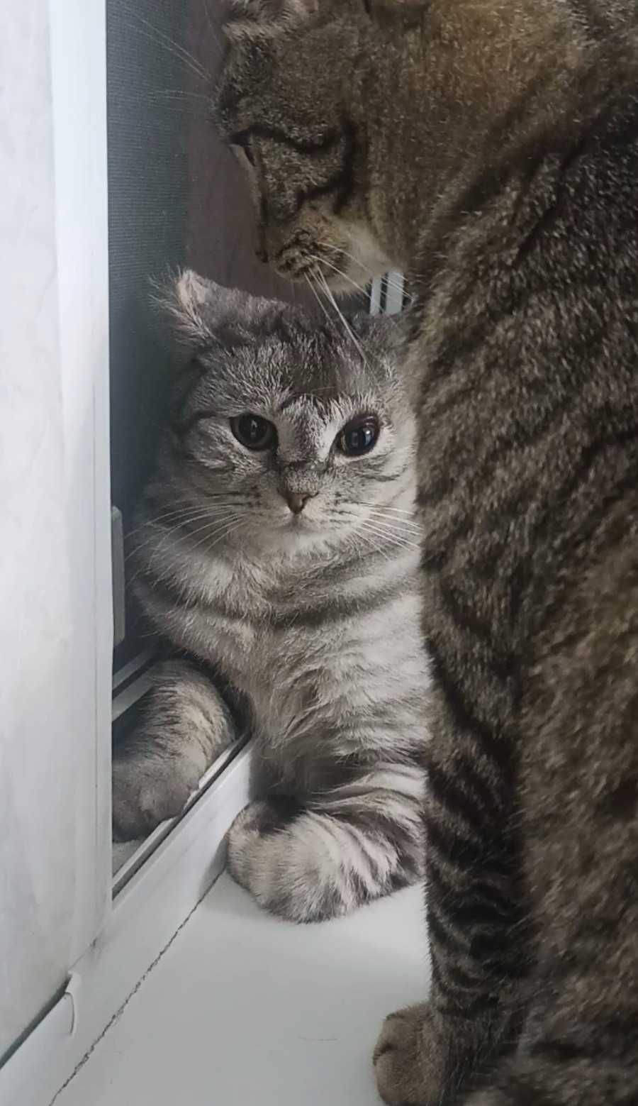 Красивый котик ищет дом