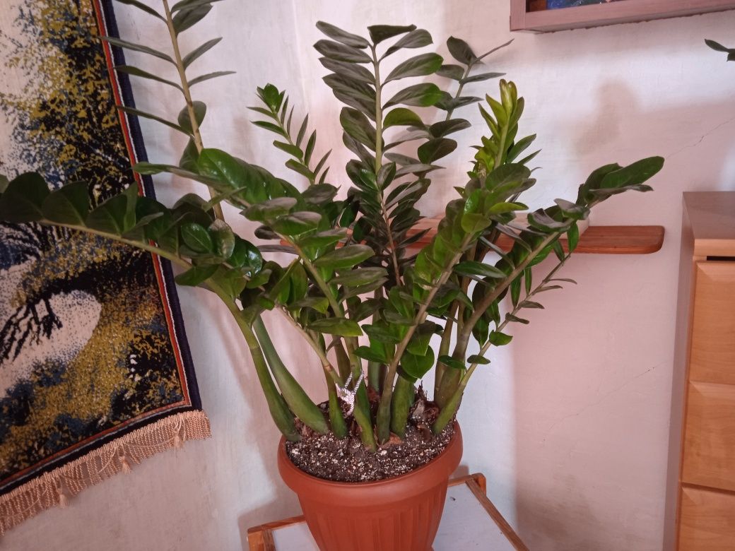 Продам цветы заимакулькас