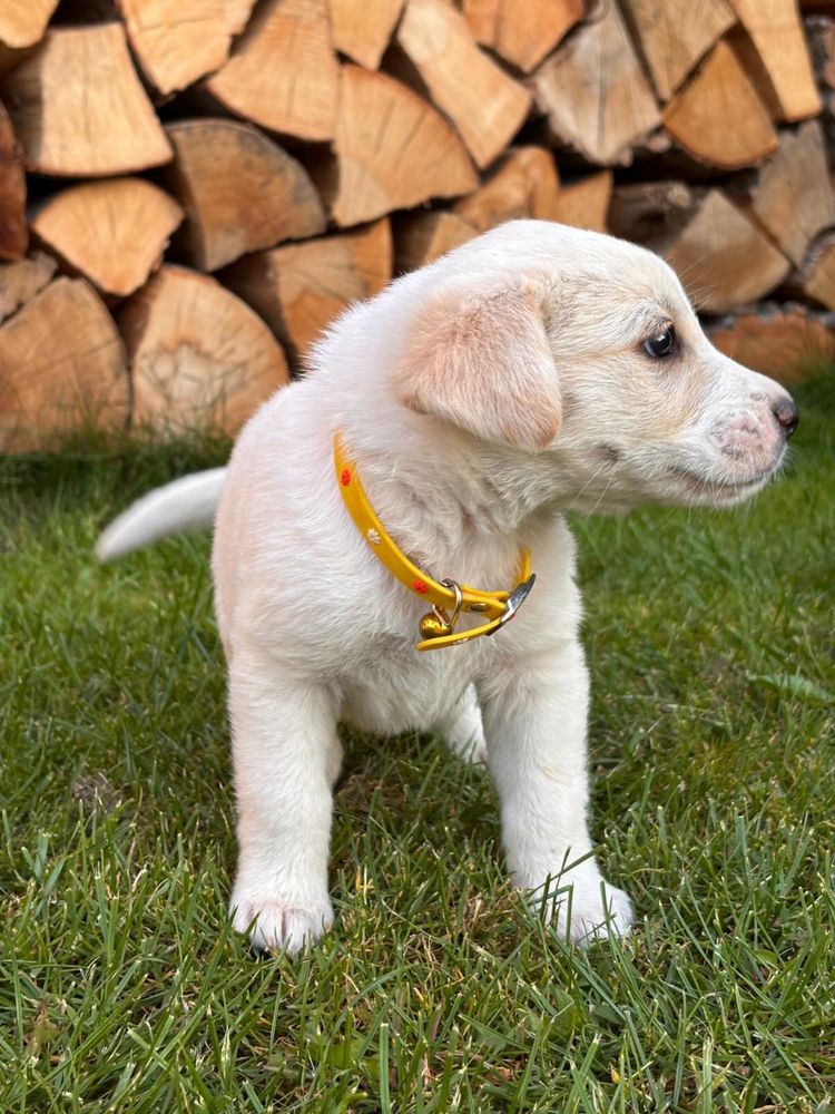 Labrador  golden