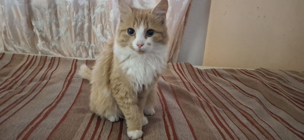 Отдам кошку в добрые руки