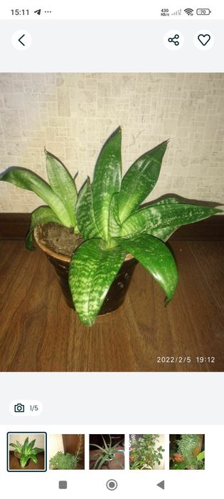 Комнатные домашние цветы