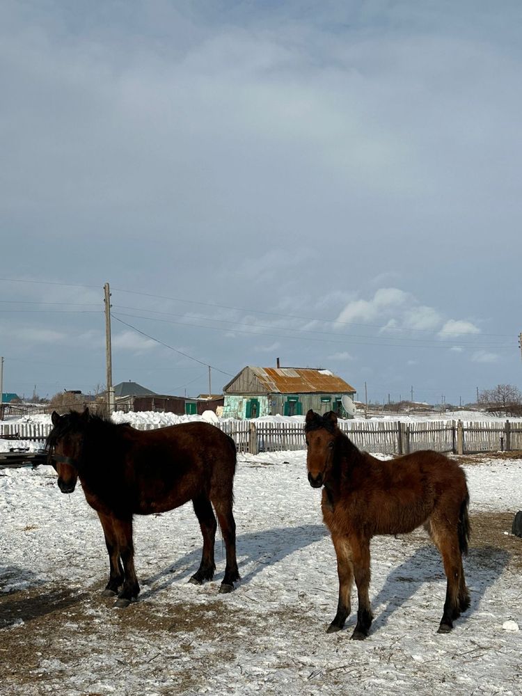 Продам кобылу с жеребенком