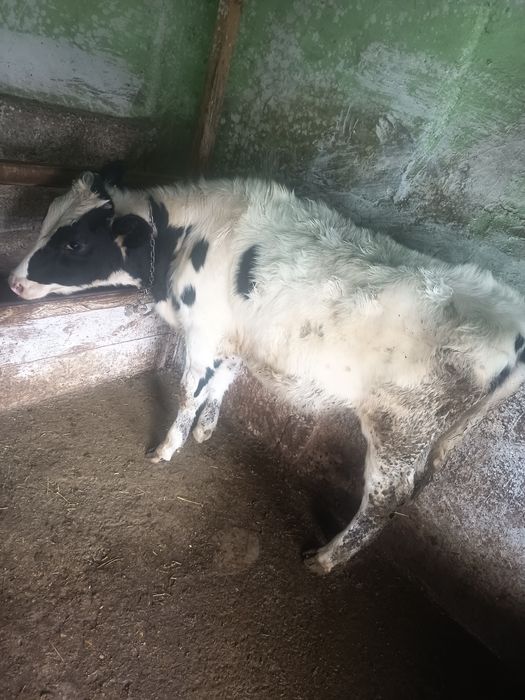 De vânzare vițică 5 luni