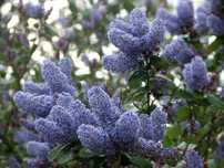 Цеанотусът (Ceanothus) или калифорнийският люляк