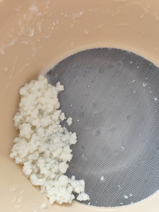 Ciupercă de kefir tibetian