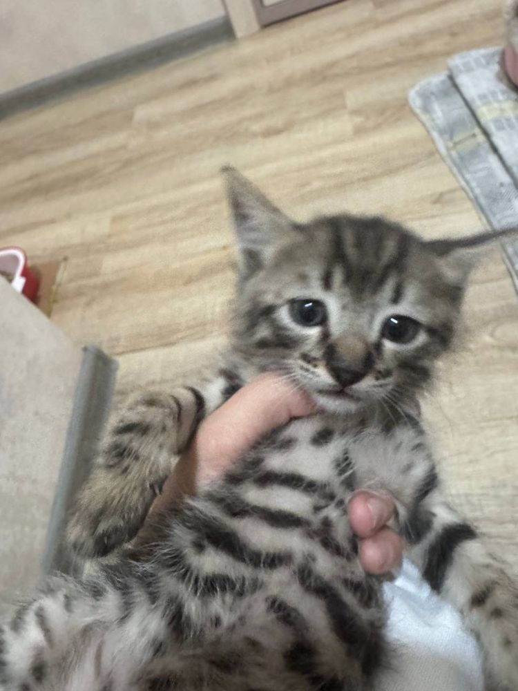 Кошка/кот/котёнок/домашний кот/mushuk/mushuk bolalari/mushukcha/mushum