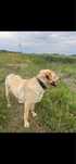 DONEZ acest labrador