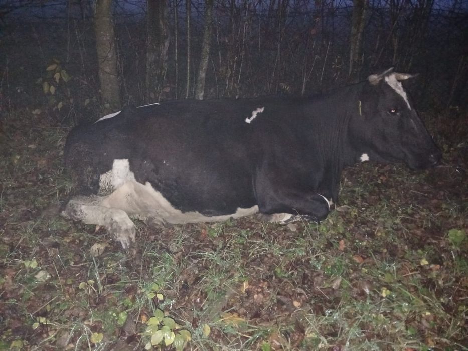 Vaci baltate gestante in 7 luni