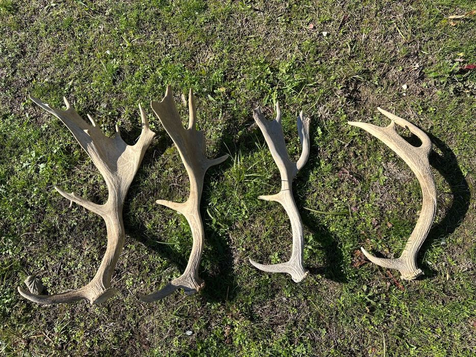 Еленски рога в добро състояние