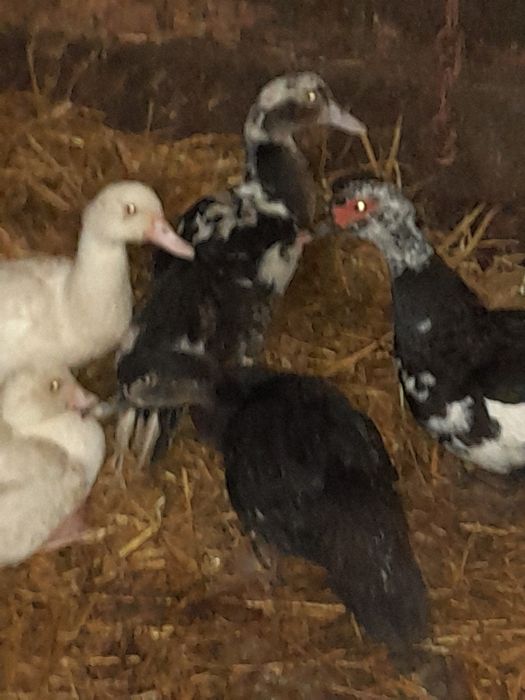 Rate leșesti (mute)