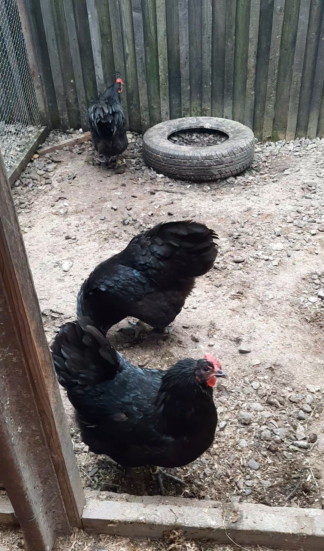 3 familii 1 cu 7 Australorp Negru