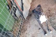 Donez Caine Cane Corso