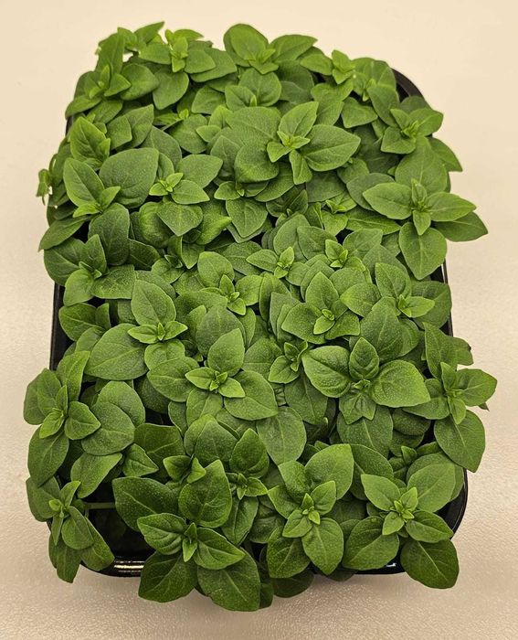 Микрозелень в наличии