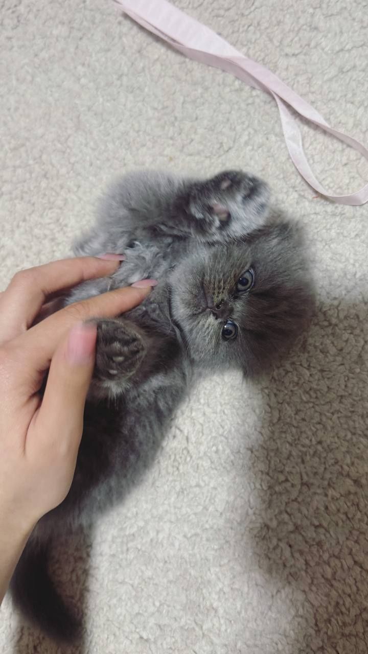 Шотландская вислоухая кошка