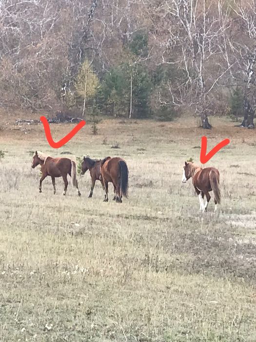 Еркек тай мен кунан сатылады
