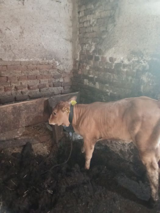 Vind vițea Angus foarte frumoasa