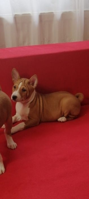 Basenji maro cu alb din părinți import, pedigree FCI