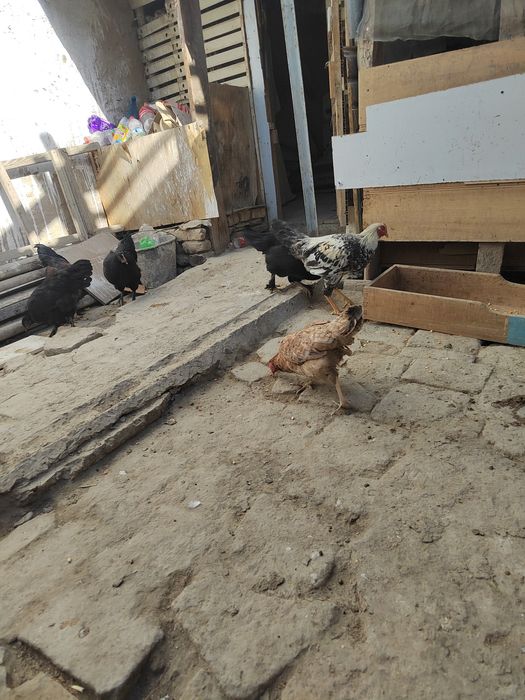 Товуклар сотилади