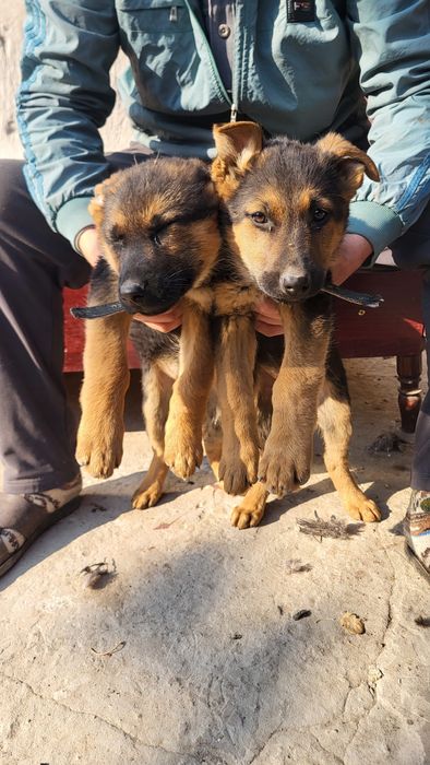 Nemiski afcharka 2 oylik