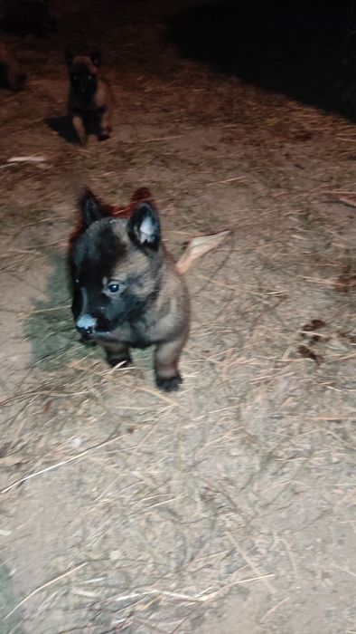 Donez pui Ciobanesc belgian malinois