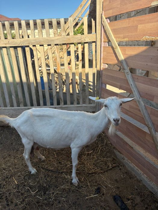 Занен ешкі лағымен сатылады