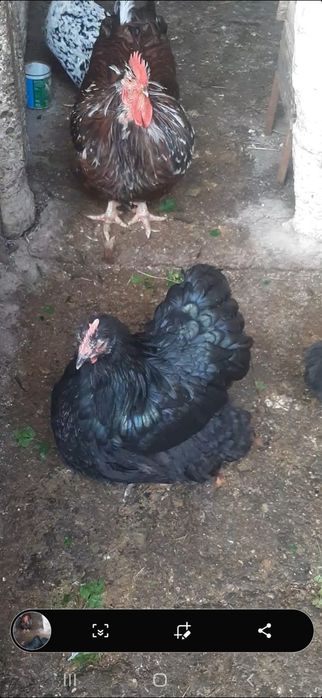 Găini rasa orpington