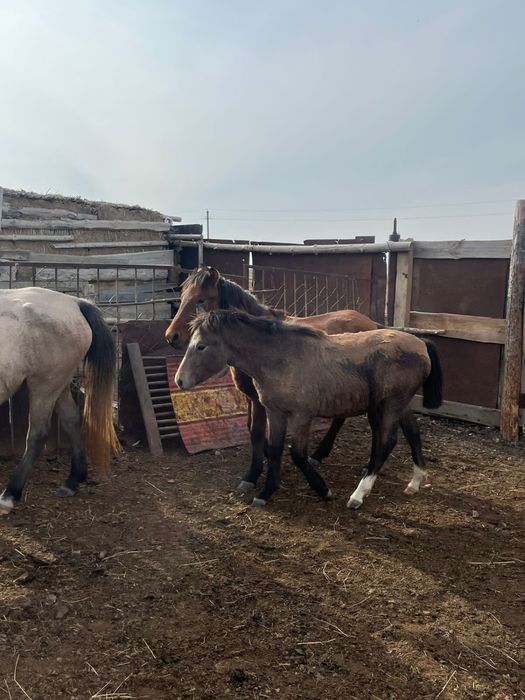 Жабағылар сатыладыҚызбел ауылы,1 ай бұрынғы фотолар