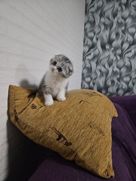 Scottish fold marmor