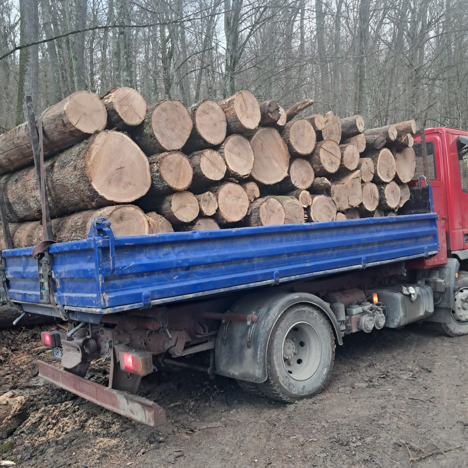 Ducem la.comanda Lemne de foc de esența tare.cer.carpan.garnita .salca