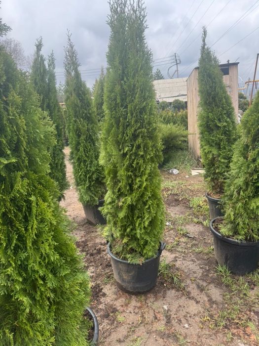 Туя Смарагд с посадкой