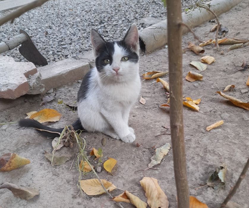 Одам бесплатно котят в  добрые руки домашний приучены