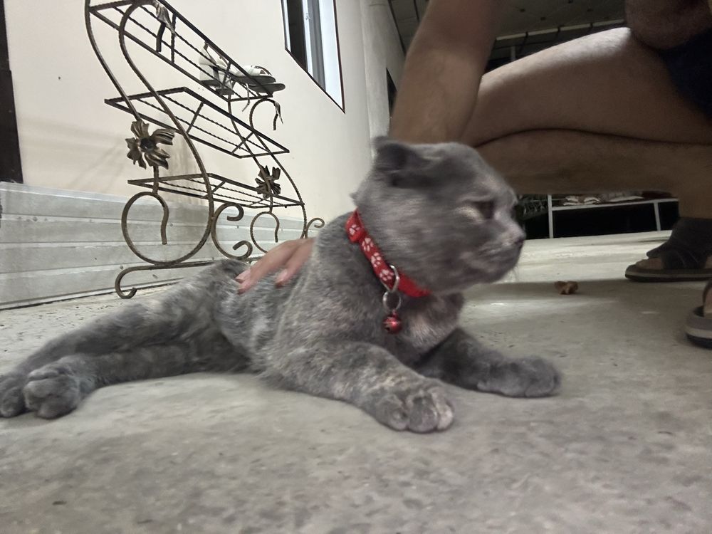 Scottish Fold зоти тоза мушук сотилади