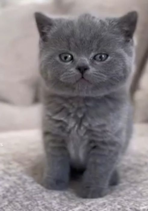 British Shorthair Blue