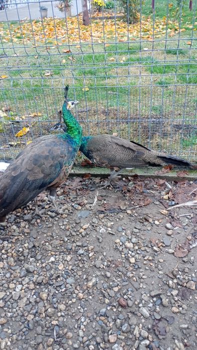 Schimb mascul arlechin