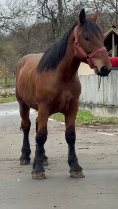 Manz greu de un an și 7 luni