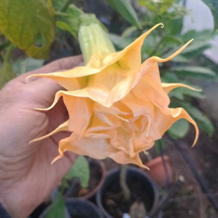 Brugmansia portocalie dubla