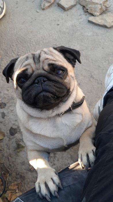 Девочка мопс для случки