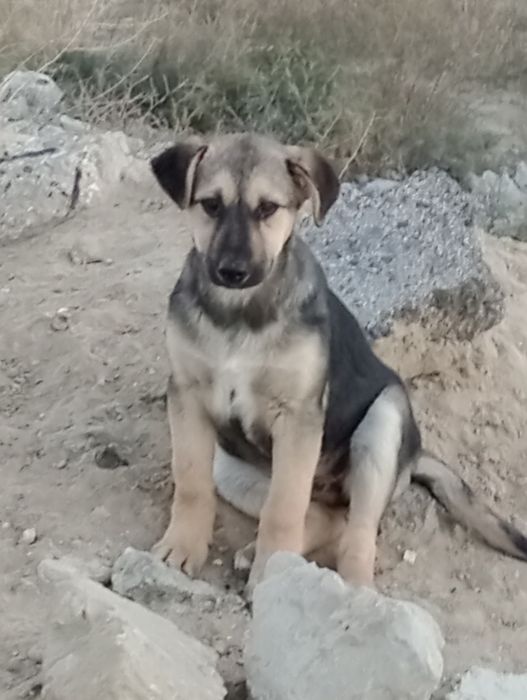 Щенки отдам бесплатно