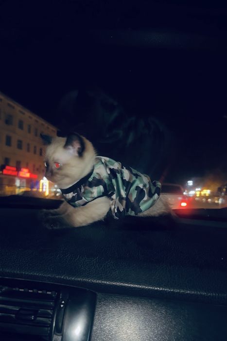 Продается сиямские котята