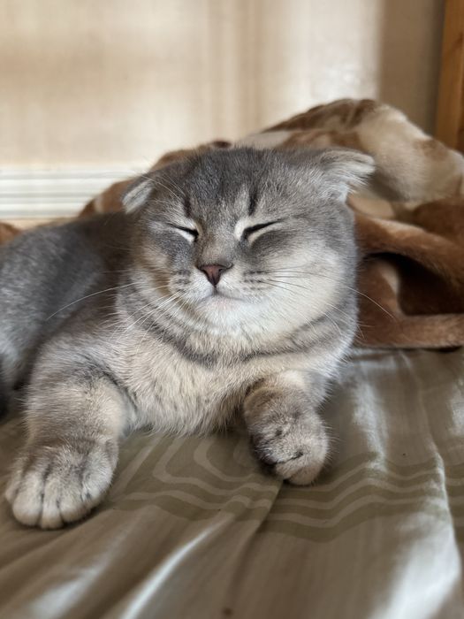 скотиш фолд мальчик