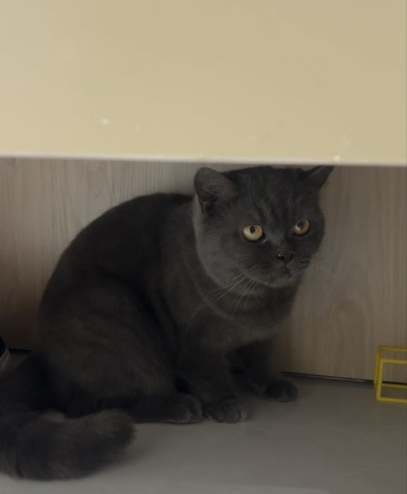 Mushuk кошка британская