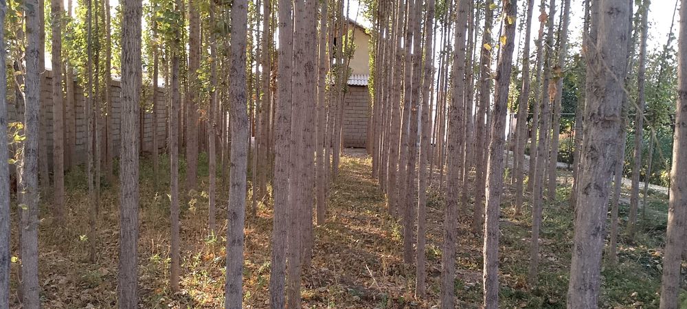 Участок сотилади. Янги  Куйлик бозори тарафта .