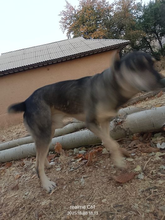 Yuz foizlik kafolti