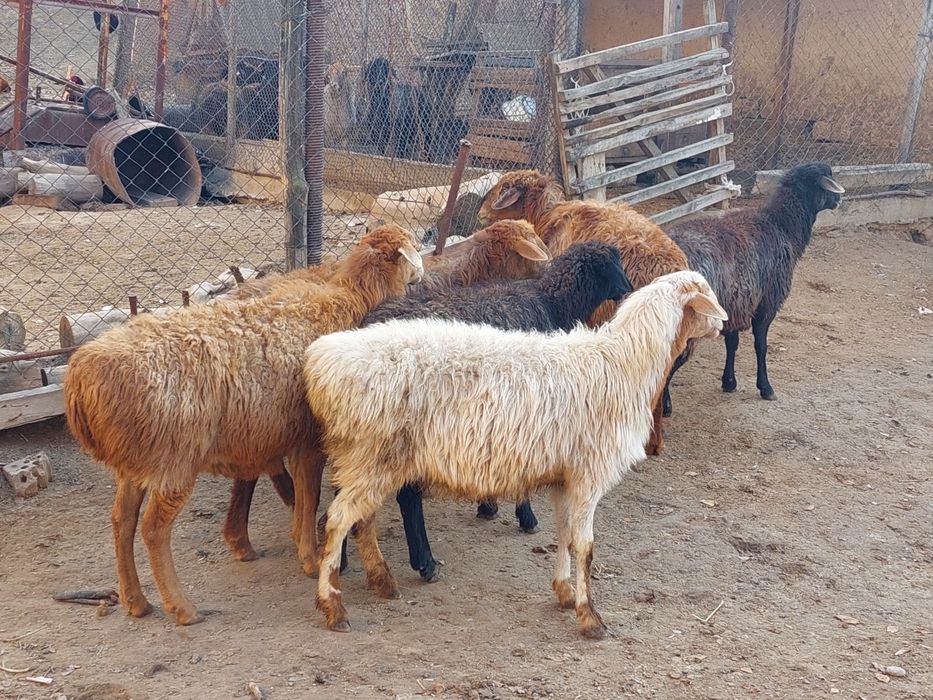 Қойлар  жеп тұрған бойдақ сатылады