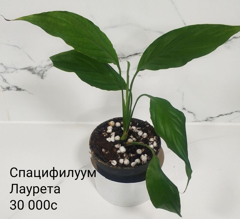 Комнатные цветы.