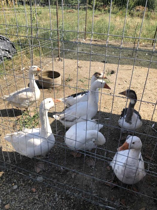 Vând gâște 180 de lei bucata